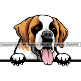 Saint Bernard Dog Peeking Color Head Design Puppy Pup Purebred Pedigree Canine K-9 K9 Animal Portrait Doggy Face Cute Vector Clipart SVG