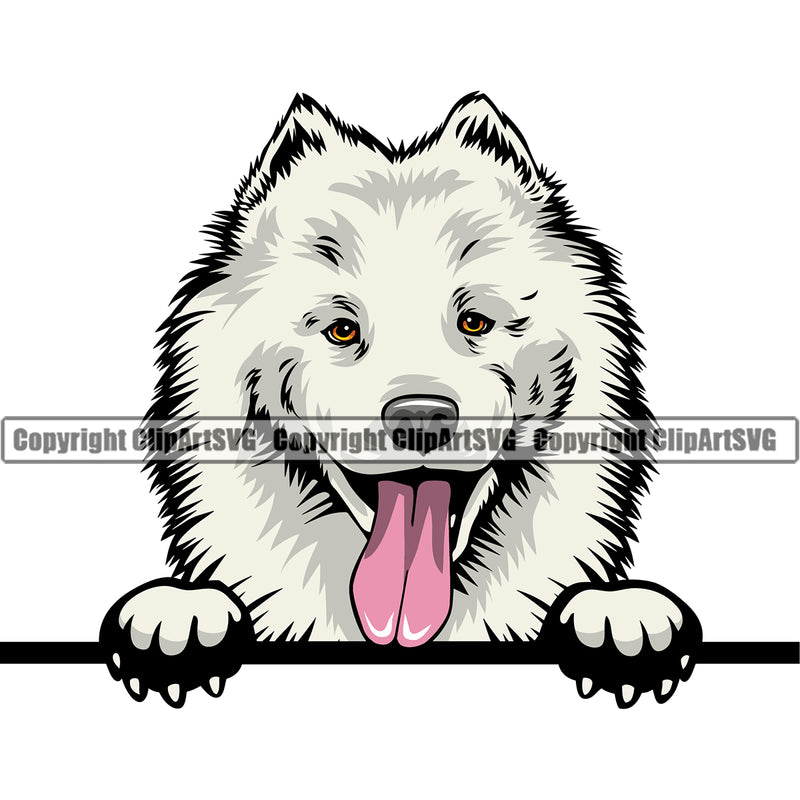 Samoyed Dog Peeking Smile Face Color Design Puppy Pup Head Purebred Pedigree Canine K-9 K9 Animal Portrait Doggy Face Cute Vector Clipart SVG