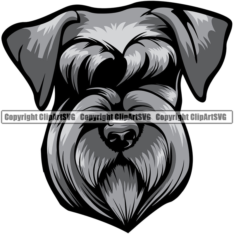 Schnauzer Dog Head Color Design Puppy Pup Head Pedigree Canine K-9 K9 Portrait Doggy Face Cute Vector Purebred Animal Clipart SVG