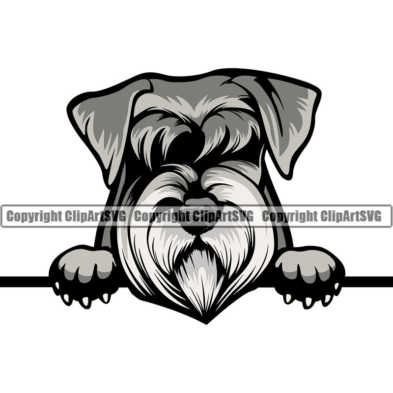 Schnauzer Dog Peeking Color Design Puppy Pup Head Purebred Pedigree Canine K-9 K9 Animal Portrait Doggy Face Cute Vector Clipart SVG