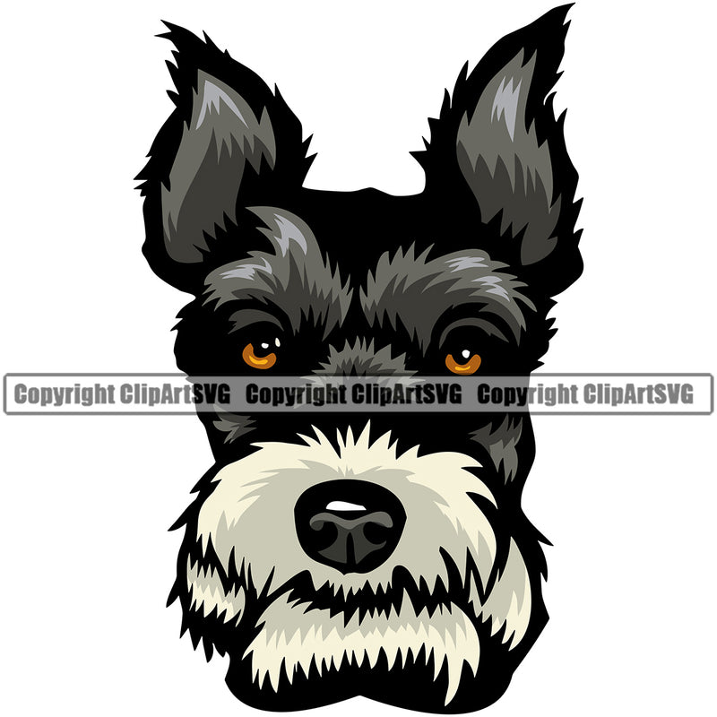 Schnauzer Dog Head Color Design Puppy Pup Head Purebred Pedigree Canine K-9 K9 Animal Portrait Doggy Face Cute Vector Clipart SVG