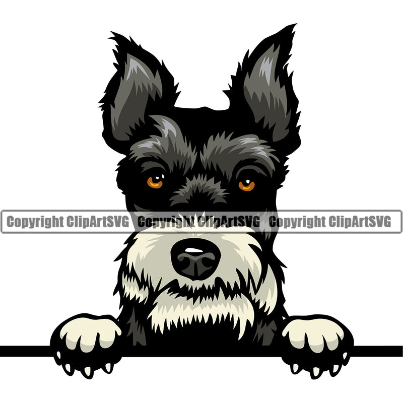 Schnauzer Dog Peeking Head Color Design Puppy Pup Purebred Pedigree Canine K-9 K9 Animal Portrait Doggy Face Cute Vector Clipart SVG