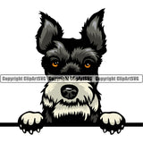 Schnauzer Dog Peeking Head Color Design Puppy Pup Purebred Pedigree Canine K-9 K9 Animal Portrait Doggy Face Cute Vector Clipart SVG