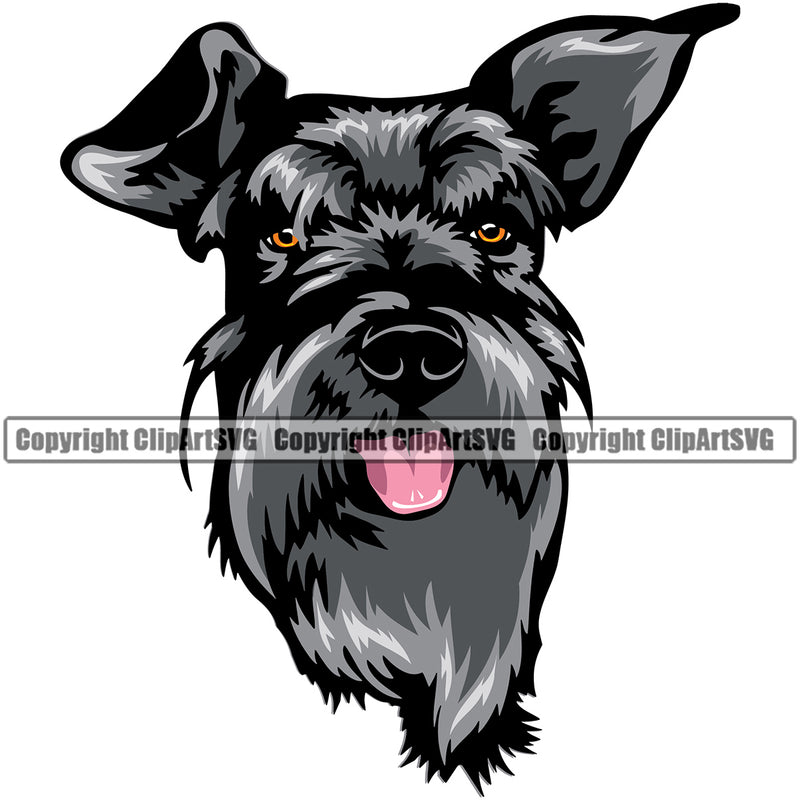 Schnauzer Dog Head Color Design Smile Face Puppy Pup Head Purebred Pedigree Canine K-9 K9 Animal Portrait Doggy Face Cute Vector Clipart SVG