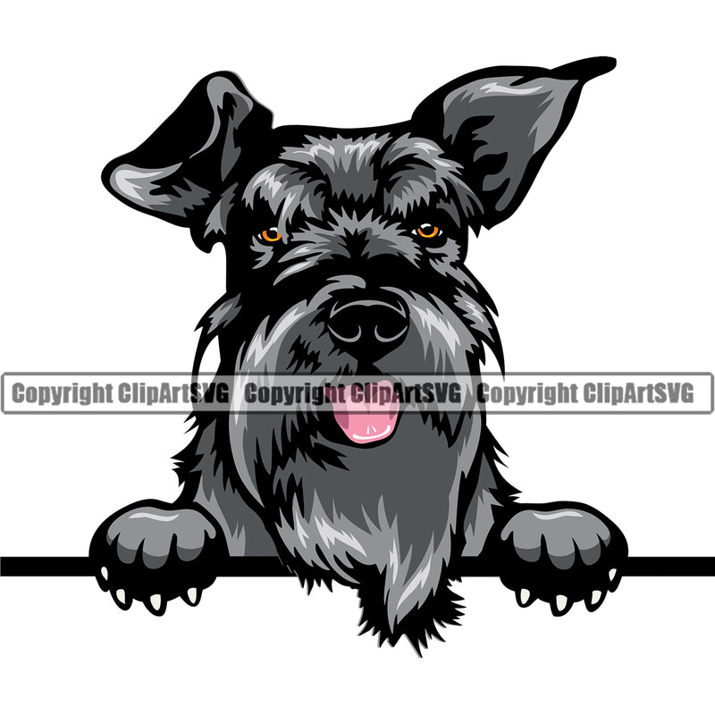 Schnauzer Dog Peeking Smile Face Design Purebred Pedigree Canine K-9 K9 Animal Portrait Doggy Face Cute Puppy Pup Head Vector Clipart SVG