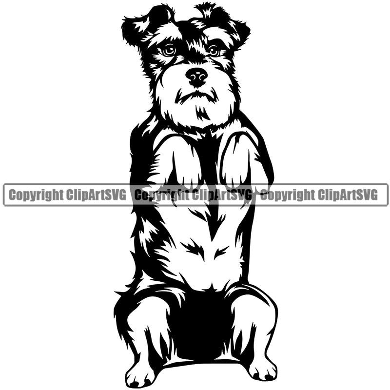 Schnauzer Dog Begging Design Puppy Pup Head Purebred K-9 K9 Animal Portrait Doggy Face Cute Pedigree Canine Vector Clipart SVG