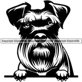 Schnauzer Dog Peeking Position Design Purebred Pedigree Canine K-9 K9 Animal Portrait Doggy Face Puppy Pup Head Cute Vector Clipart SVG