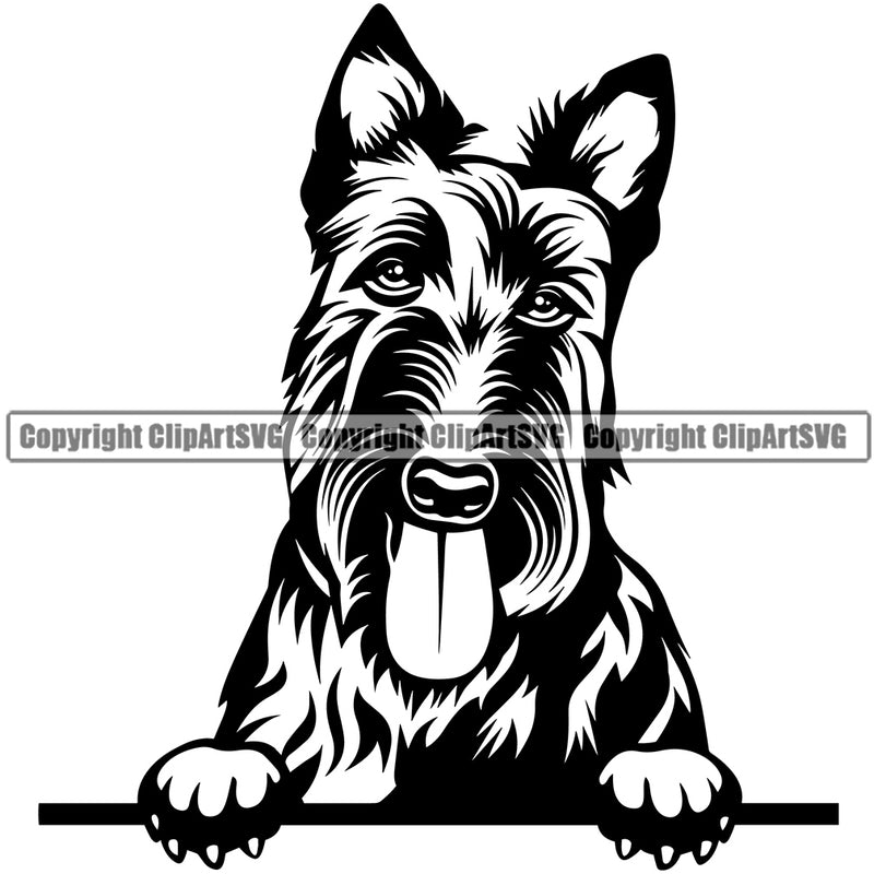 Scottish Terrier Dog Peeking Smile Face Design Element Puppy Pup Head Purebred Pedigree Canine K-9 K9 Animal Portrait Doggy Face Cute Body Vector Clipart SVG