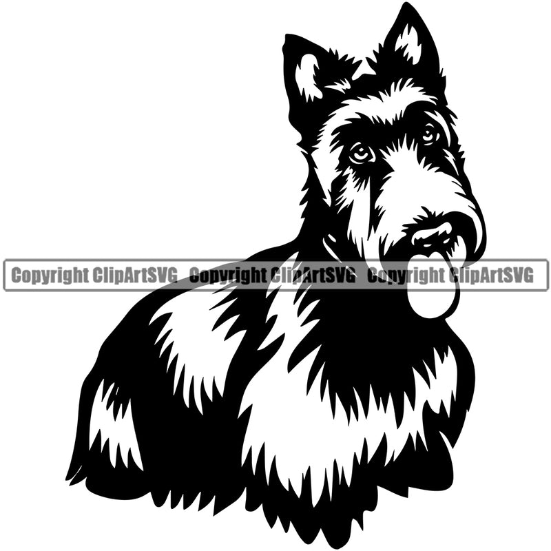 Scottish Terrier Dog Sitting Design Element Puppy Pup Pedigree Canine K-9 K9 Animal Portrait Doggy Face Cute Body Head Purebred Vector Clipart SVG
