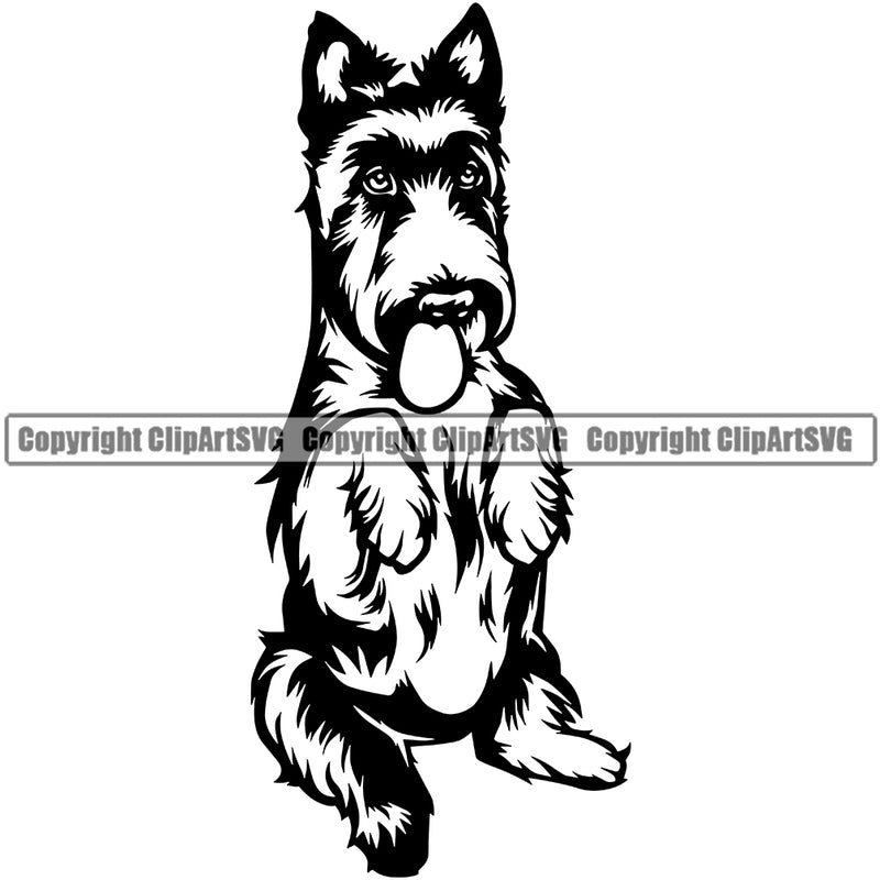 Scottish Terrier Dog Begging Smile Face Design Element Puppy Pup Head Purebred Pedigree Canine K-9 K9 Animal Portrait Doggy Face Cute Body Vector Clipart SVG