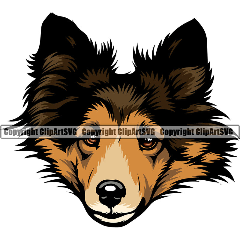 Shetland Sheepdog Color Head Design Element Puppy Pup Pedigree Purebred Canine K-9 K9 Animal Portrait Doggy Face Cute Body Vector Clipart SVG