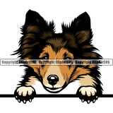 Shetland Sheepdog Peeking Position Color Head Design Element Puppy Pup Head Purebred Pedigree Canine K-9 K9 Animal Portrait Doggy Face Cute Body Vector Clipart SVG