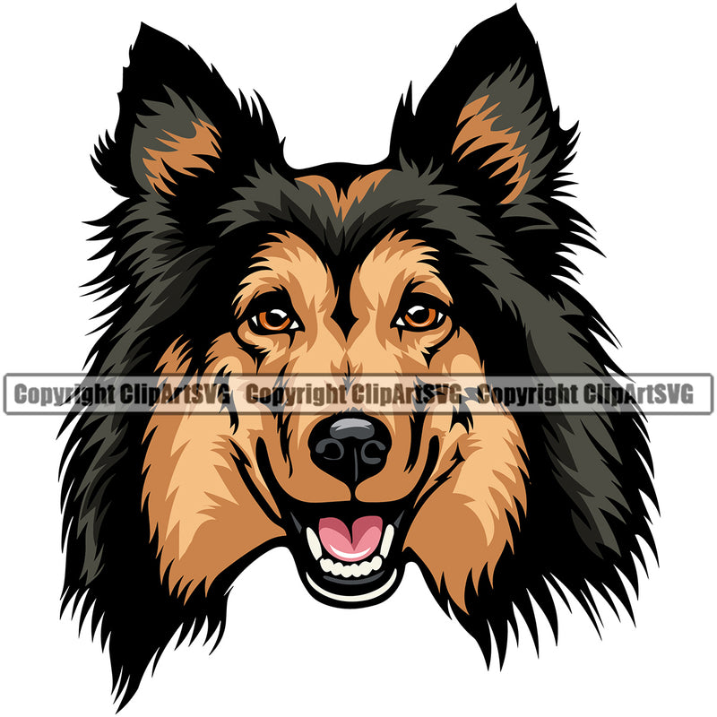 Shetland Sheepdog Color Head Smile Face Design Element Puppy Pup Head Purebred Pedigree Canine K-9 K9 Animal Portrait Doggy Face Cute Body Vector Clipart SVG