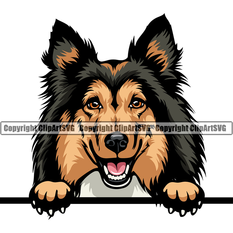 Shetland Sheepdog Color Head Peeking Design Element Smile Face Puppy Pup Head Purebred Pedigree Canine K-9 K9 Animal Portrait Doggy Face Cute Body Vector Clipart SVG