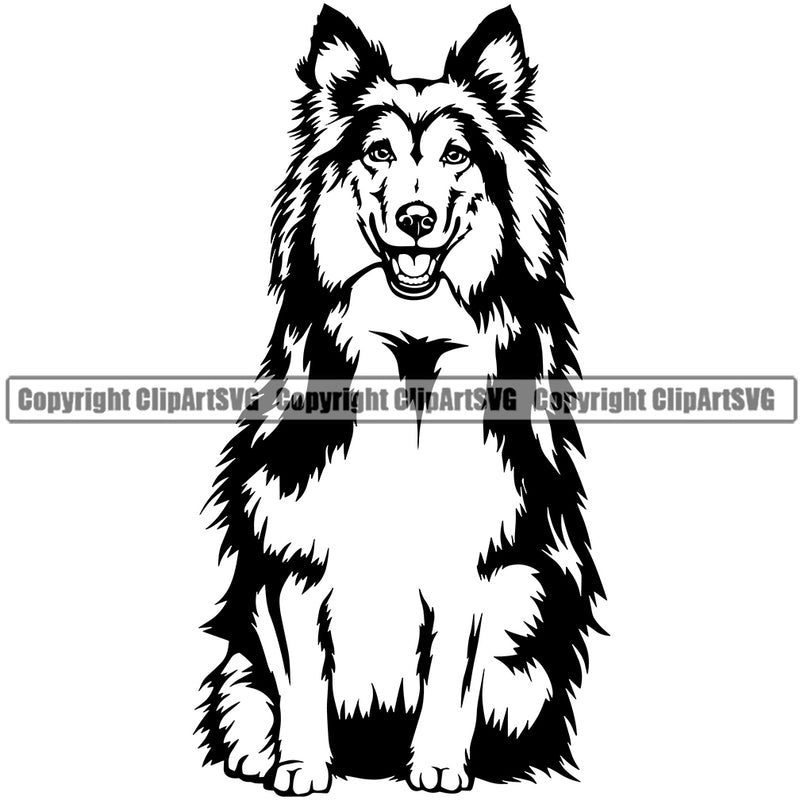 Shetland Sheepdog Sitting Design Element Smile Face Puppy Pup Head Purebred Pedigree Canine K-9 K9 Animal Portrait Doggy Face Cute Body Vector Clipart SVG