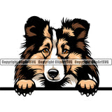 Shetland Sheepdog Color Head Peeking Position Design Element Puppy Pup Head Purebred Pedigree Canine K-9 K9 Animal Portrait Doggy Face Cute Body Vector Clipart SVG