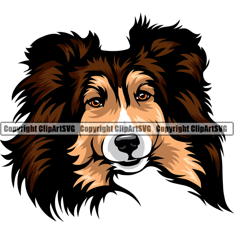 Shetland Sheepdog Color Head Design Element Puppy Pup Head Purebred Pedigree Canine K-9 K9 Animal Portrait Doggy Face Cute Body Happy Face Vector Clipart SVG