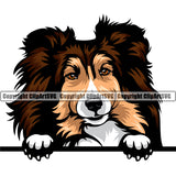 Shetland Sheepdog Peeking Color Head Design Element Puppy Pup Head Purebred Pedigree Canine K-9 K9 Animal Portrait Doggy Face Cute Body Smile Vector Clipart SVG