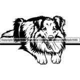 Shetland Sheepdog Laying Down Smile Face Design Element Head Purebred Pedigree Canine K-9 K9 Animal Portrait Doggy Face Cute Body Puppy Pup Vector Clipart SVG