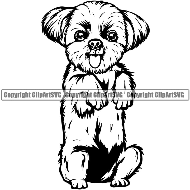 Shih Tzu Dog Begging Design Element Smile Face Puppy Pup Head Purebred Portrait Doggy Face Cute Pedigree Canine K-9 K9 Animal Vector Clipart SVG