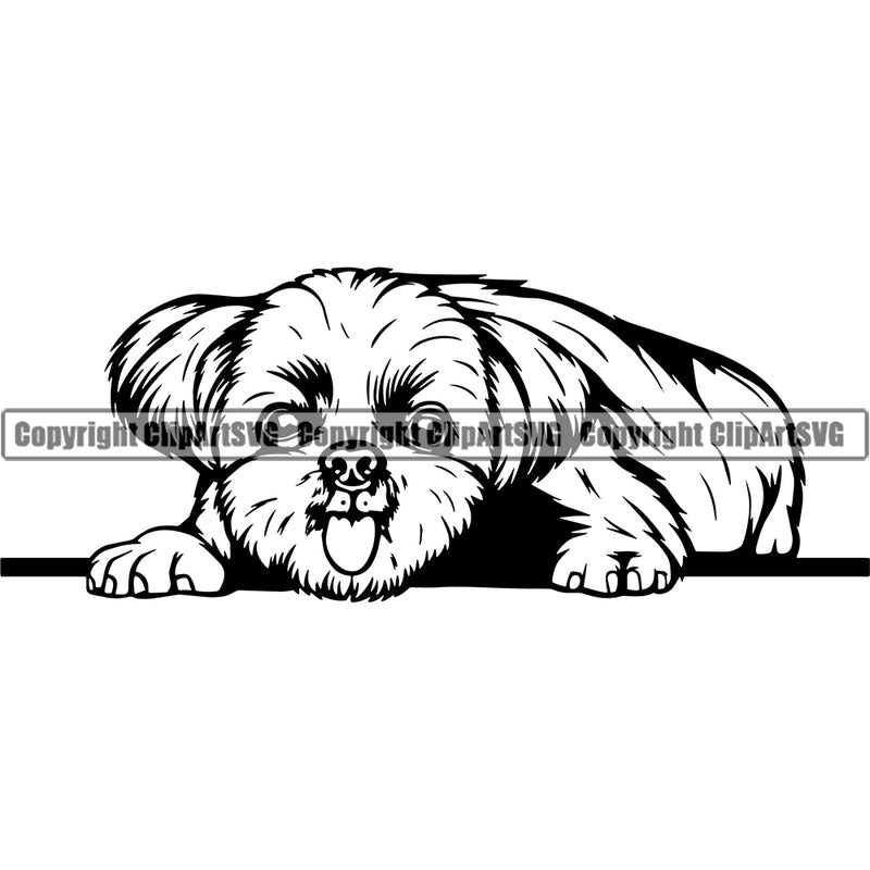 Shih Tzu Dog Laying Down Design Element Puppy Pup Head Purebred Pedigree Canine K-9 K9 Animal Portrait Doggy Smile Face  Cute Body Vector Clipart SVG
