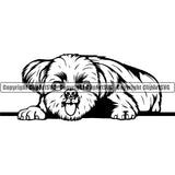 Shih Tzu Dog Laying Down Design Element Puppy Pup Head Purebred Pedigree Canine K-9 K9 Animal Portrait Doggy Smile Face  Cute Body Vector Clipart SVG