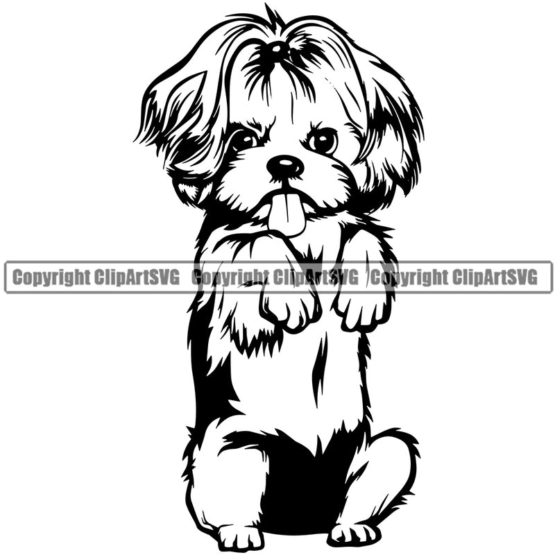 Shih Tzu Dog Begging Design Element Puppy Pup Head Purebred Pedigree Doggy Smile Face Cute Canine K-9 K9 Animal Portrait Body Vector Clipart SVG
