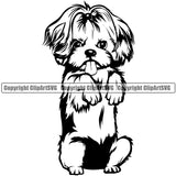 Shih Tzu Dog Begging Design Element Puppy Pup Head Purebred Pedigree Doggy Smile Face Cute Canine K-9 K9 Animal Portrait Body Vector Clipart SVG