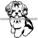 Shih Tzu Dog Sitting Design Element Puppy Head Purebred Doggy Smile Face Cute Body Pedigree Canine K-9 K9 Animal Portrait Vector Clipart SVG