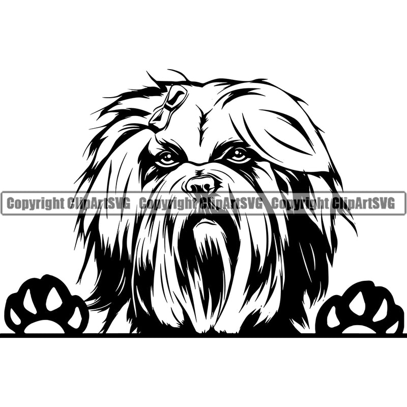 Shih Tzu Dog Peeking Design Element Puppy Pup Head K-9 K9 Animal Portrait Doggy Smile Face Cute Body Purebred Pedigree Canine Vector Clipart SVG