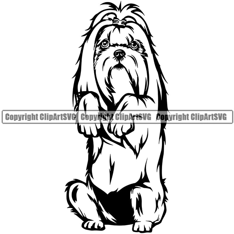 Shih Tzu Dog Begging Design Element Puppy Pup Purebred Pedigree Smile Face Cute Body Canine K-9 K9 Animal Portrait Doggy  Vector Clipart SVG