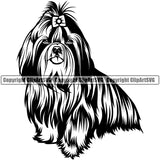 Shih Tzu Dog Sitting Design Element Puppy Pup Canine K-9 K9 Animal Portrait Doggy Smile Face Cute Body Head Purebred Pedigree Vector Clipart SVG