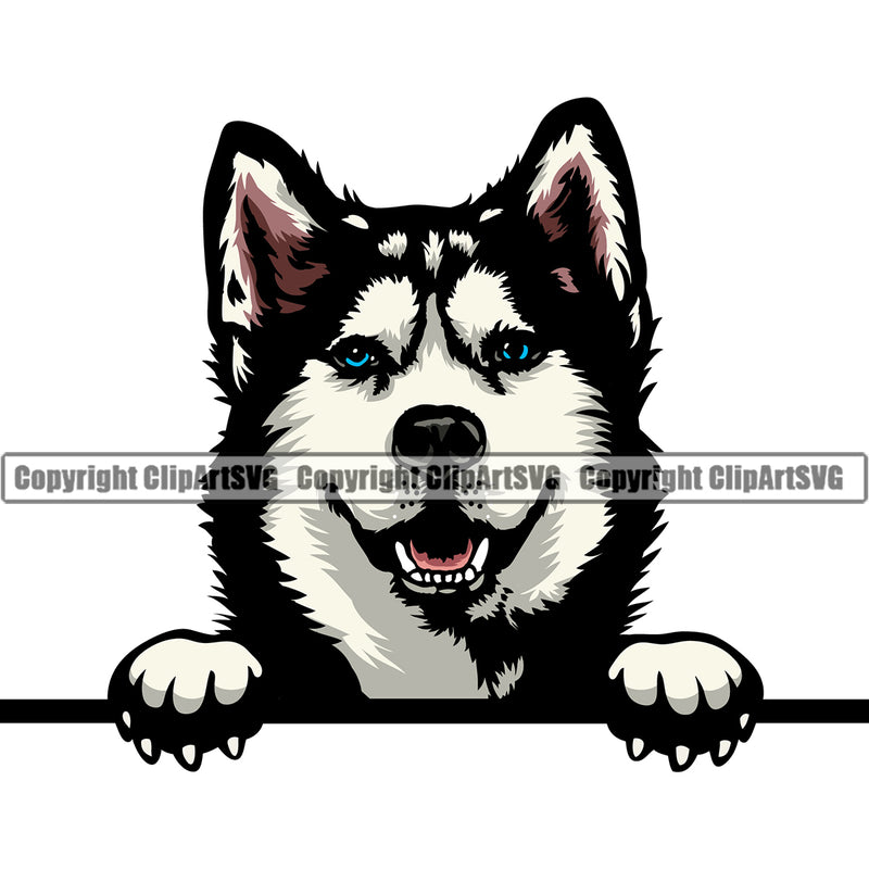 Siberian Husky Dog Peeking Design Element Puppy Pup Color Head Purebred Pedigree Canine K-9 K9 Animal Portrait Doggy Smile Face Cute Body Vector Clipart SVG