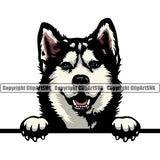 Siberian Husky Dog Peeking Design Element Puppy Pup Color Head Purebred Pedigree Canine K-9 K9 Animal Portrait Doggy Smile Face Cute Body Vector Clipart SVG