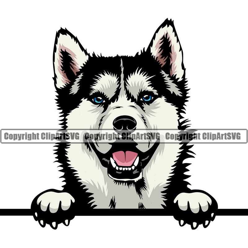 Siberian Husky Dog Peeking Position Color Head Design Element Puppy Pup Purebred Pedigree Canine K-9 K9 Animal Portrait Doggy Smile Face Cute Body Vector Clipart SVG