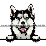 Siberian Husky Dog Peeking Position Color Head Design Element Puppy Pup Purebred Pedigree Canine K-9 K9 Animal Portrait Doggy Smile Face Cute Body Vector Clipart SVG