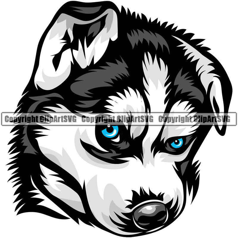 Siberian Husky Dog Color Design Element Puppy Pup Purebred Pedigree Canine K-9 K9 Animal Portrait Doggy Angry Face Cute Body Vector Clipart SVG