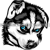 Siberian Husky Dog Color Design Element Puppy Pup Purebred Pedigree Canine K-9 K9 Animal Portrait Doggy Angry Face Cute Body Vector Clipart SVG