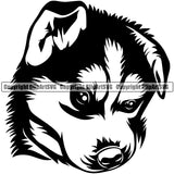 Siberian Husky Dog Design Element Puppy Pup Head Purebred Pedigree Canine K-9 K9 Animal Portrait Doggy Smile Face Cute Body Vector Clipart SVG