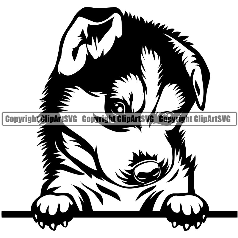 Siberian Husky Dog Peeking Design Element Puppy Pup K-9 K9 Animal Portrait Doggy Smile Face Cute Body Head Purebred Pedigree Canine Vector Clipart SVG