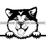 Siberian Husky Dog Peeking Design Element Puppy Pup K-9 K9 Animal Portrait Doggy Smile Face Cute Body Head Purebred Pedigree Canine Vector Clipart SVG