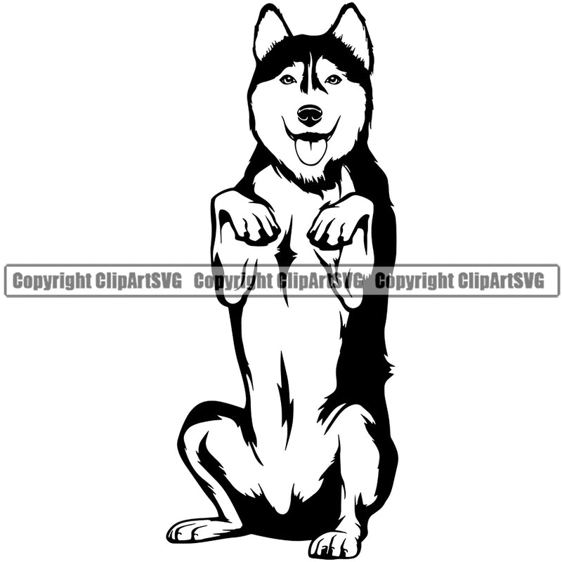 Siberian Husky Dog Begging Design Element Puppy Head Purebred Pedigree Canine K-9 K9 Animal Portrait Doggy Smile Face Cute Body Vector Clipart SVG