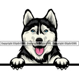 Siberian Husky Cute Dog Peeking Color Head Design Element Puppy Pup Purebred Pedigree Canine K-9 K9 Animal Portrait Doggy Smile Face Cute Body Vector Clipart SVG