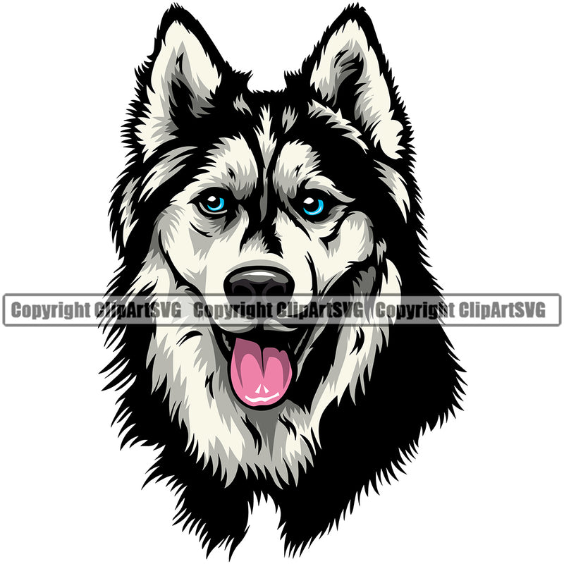 Siberian Husky Dog Head Color Cute Face Animal Design Element Puppy Pup Purebred Pedigree Canine K-9 K9 Portrait Doggy Body Vector Clipart SVG