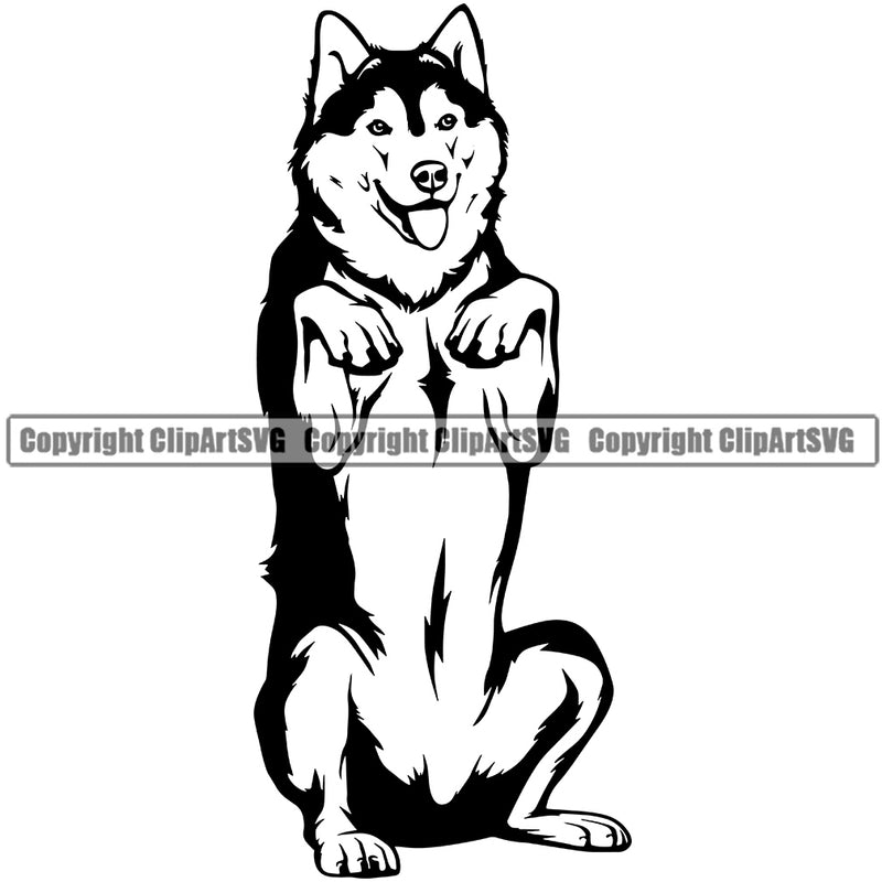 Siberian Husky Dog Begging Design Element Puppy Pup Head Doggy Smile Face Cute Body Purebred Pedigree Canine K-9 K9 Animal Portrait Vector Clipart SVG