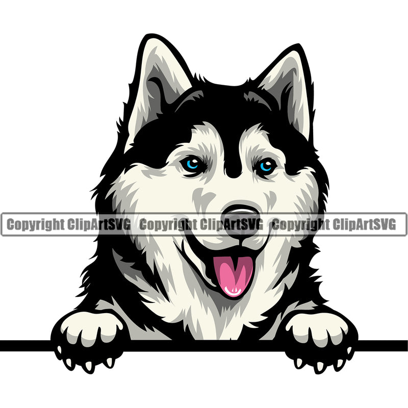 Siberian Husky Peeking Color Dog Design Element K-9 K9 Animal Portrait Doggy Smile Face Cute Body Puppy Pup Head Purebred Pedigree Canine Vector Clipart SVG