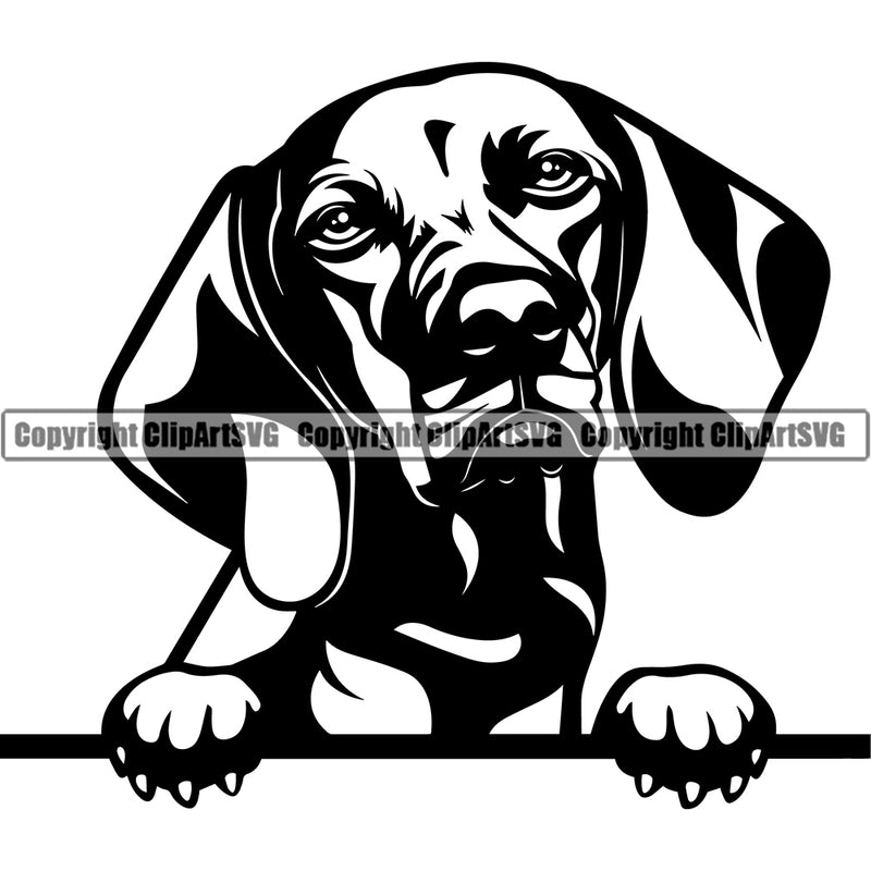 Weimaraner Dog Peeking Design Element Puppy Pup Head Purebred Pedigree Canine K-9 K9 Animal Portrait Doggy Smile Face Cute Body Vector Clipart SVG