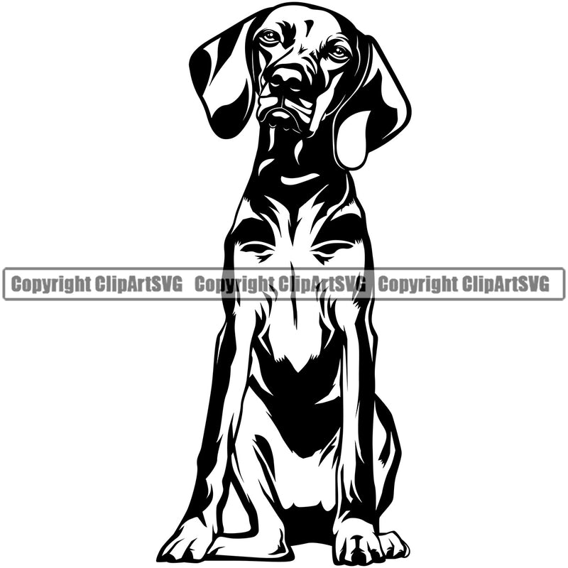 Vizsla Sitting Dog Design Element Puppy Pup Head Purebred Pedigree Canine K-9 K9 Animal Portrait Doggy Smile Face Cute Body Vector Clipart SVG