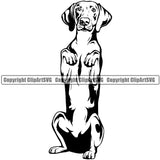 Weimaraner Dog Begging Design Element Puppy Pup Head Canine K-9 K9 Animal Portrait Doggy Smile Face Cute Body Purebred Pedigree Vector Clipart SVG