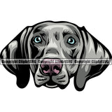 Weimaraner Dog Color Head Design Element Puppy Pup Head Purebred Pedigree Canine K-9 K9 Animal Portrait Doggy Smile Face Cute Body Vector Clipart SVG